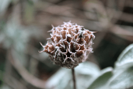 thistle in winter garden