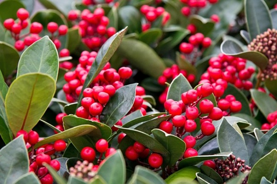 The rich red berries of skimmia, brightening up the winter garden