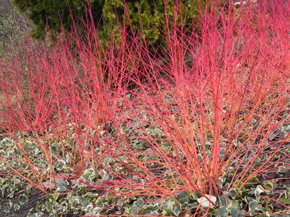 Brilliant winter stems: Cornus ‘Anny’s Winter Orange’