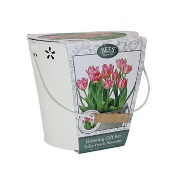 Tulip Bulbs Peach Blossom in Vintage Bucket Growing Gift Set