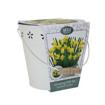 Daffodil Bulbs Jetfire in Vintage Bucket Growing Gift Set