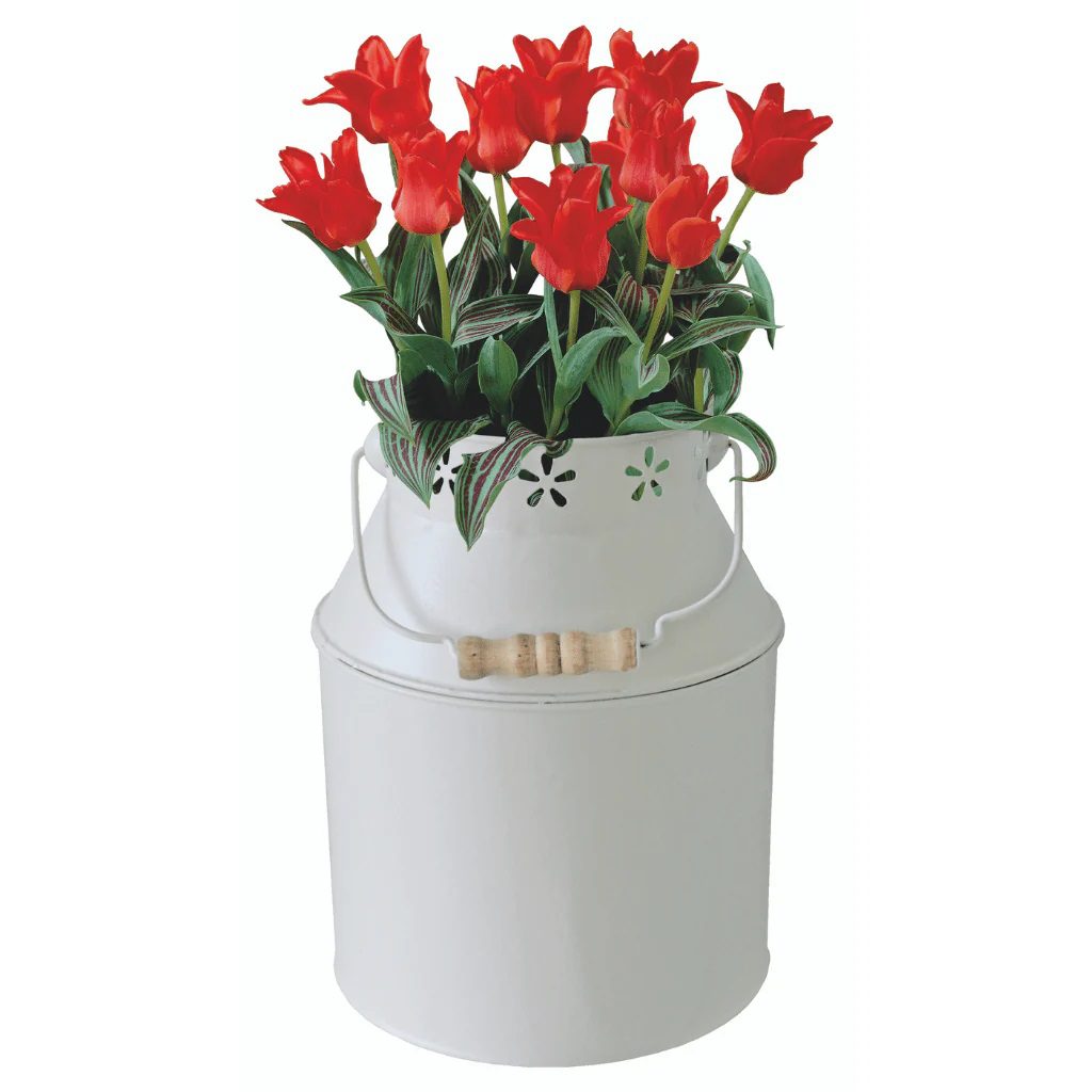 Tulip Bulbs Red Riding Hood in Milkchurn Growing Gift Set