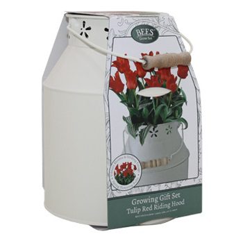 Tulip Bulbs Red Riding Hood in Milkchurn Growing Gift Set