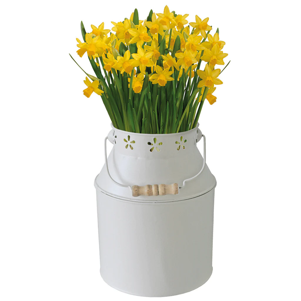 Daffodil Bulbs Tete A Tete in Milkchurn Growing Gift Set