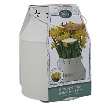 Daffodil Bulbs Tete A Tete in Milkchurn Growing Gift Set