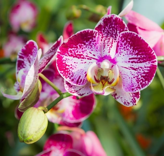 Phalaenopsis (‘Moth Orchid')