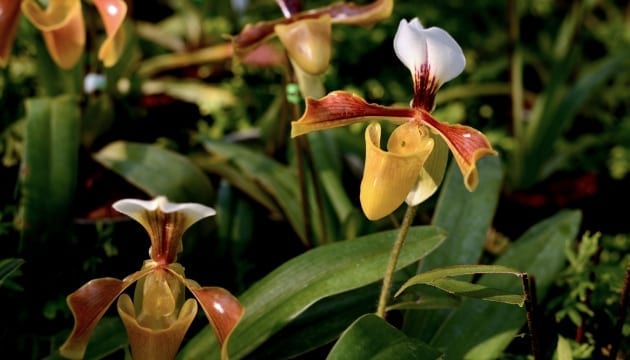 Paphiopedilum (‘Venus Slipper Orchid’)