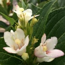 Weigela coraeensis ‘Oriental Pearl’ 3L