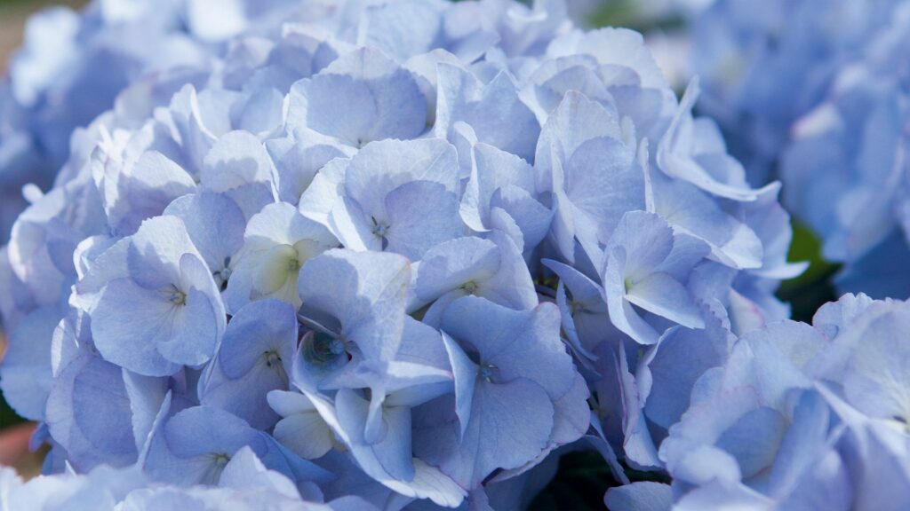 Hydrangea Kanmara in lilac