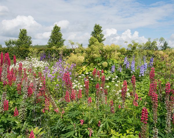 Lupins and Delphiniums in meadow website
