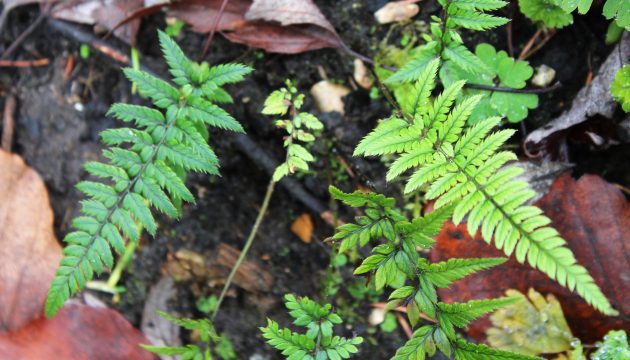 Polystichum tsussimense