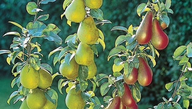 1356CI dwarf pear tree card wide
