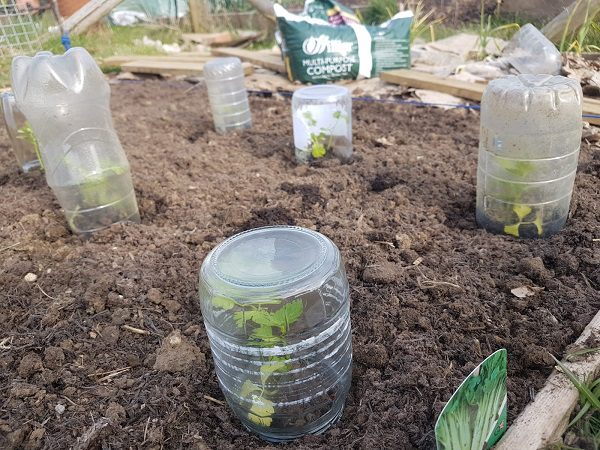 Allotment homemade celery greenhouses bottles website