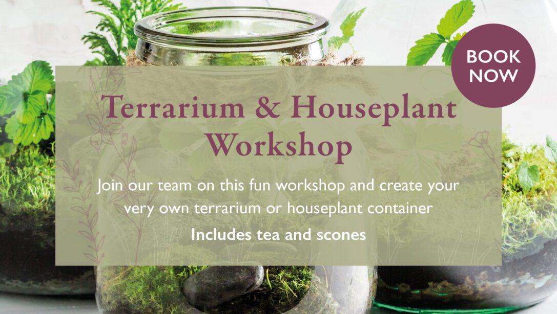 Terrarium & Houseplant Workshop Website Banner copy