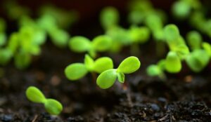 plant seedling grow 300x174 1