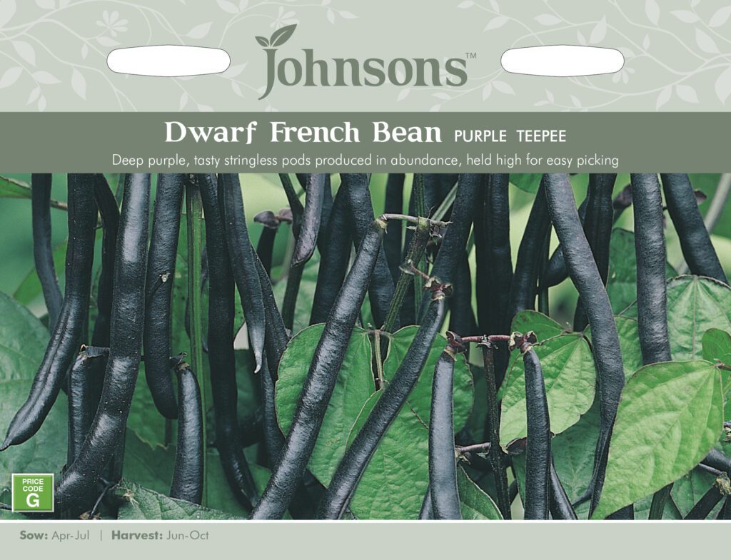 Johnsons Dwarf French Bean Purple Teepee Seeds 5010931203284