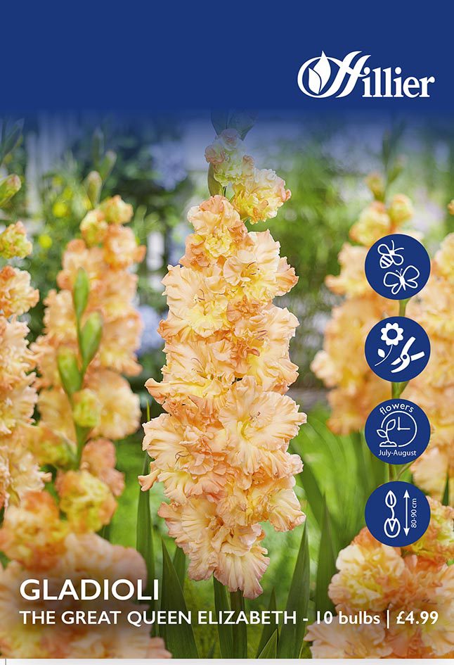 Gladioli The Great Queen Elizabeth Bulbs 8718641997000