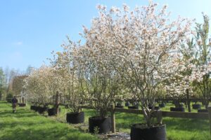 Trees Broadmead Nursery