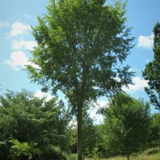 ulmus san zanobi elm field standard mature tree scaled