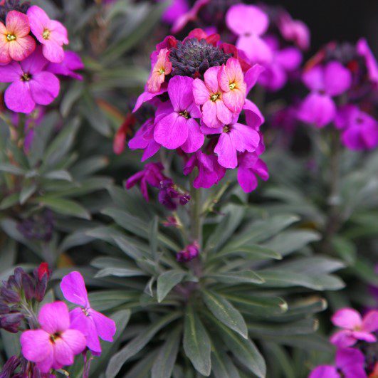 5023242390369 Erysimum Colour Vibe Purple