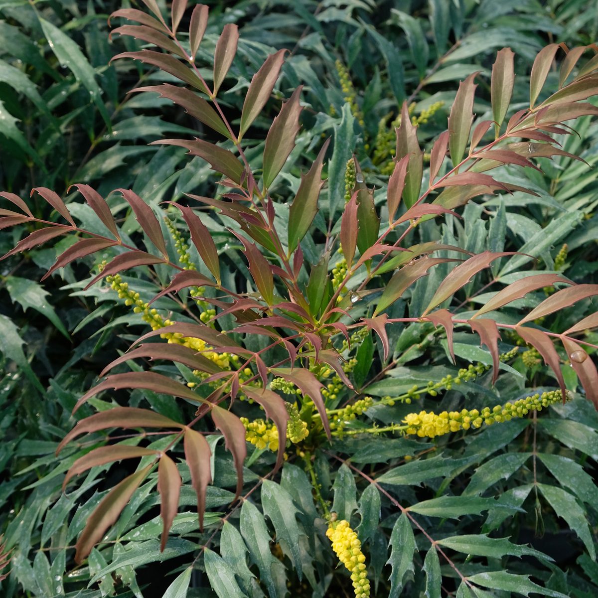 5023242394770 Mahonia eurybracteata 'Meteor'