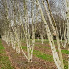 betula utilis var jacquemontii himalayan birch multi stem trees semi mature field grown winter form scaled