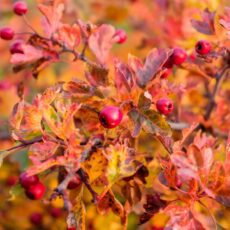 crataegus monogyna common hawthorn tree autumn colour red berries scaled