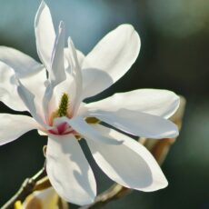 magnolia kobus tree white flower blossom scaled e1698147509541