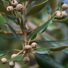 quercus ilex evergreen holm oak tree acorns nuts fruits leaves foliage scaled