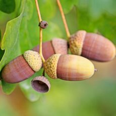 quercus robur english oak tree mature acorns nuts scaled
