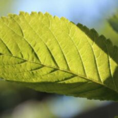 ulmus new horizon leaf foliage green tree scaled e1698755578783