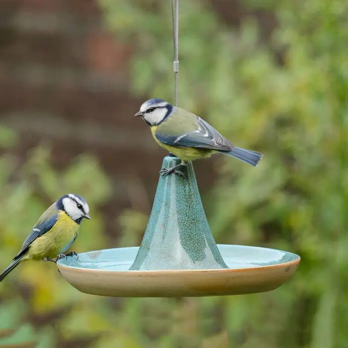 National Trust Vierno Tajine Bird Drinker Dish 5051054255088