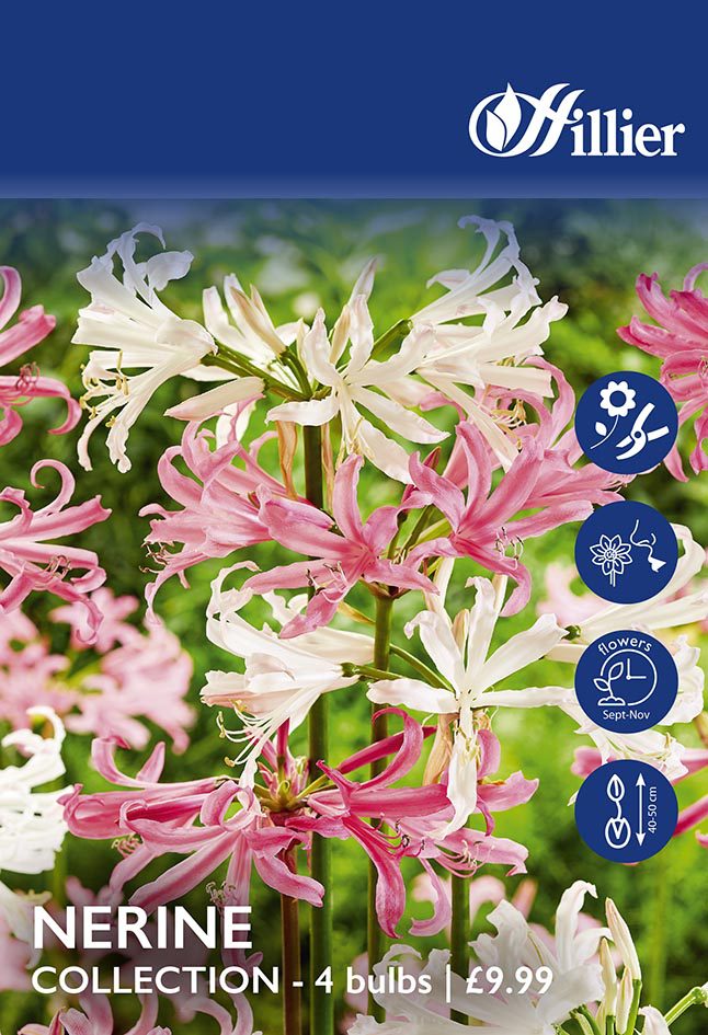 Nerine Bulb Collection 8718641997550