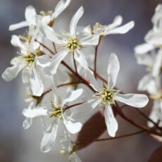 amelanchier lamarckii snowy mespilus tree white flower blossom 3 scaled
