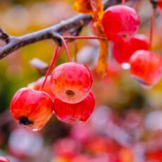 malus evereste tree fruit buds berries scaled
