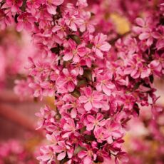 malus mokum tree pink flowers blossoms scaled