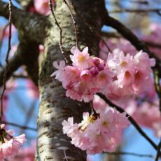 prunus accolade blossoms canopy pink white bark standard tree