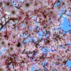 prunus pandora cherry tree blossoms flowers bees wildlife friendly