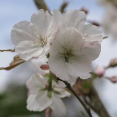 prunus serrulata sunset boulevard cherry tree flower white blossom 2048x1731
