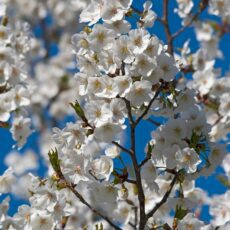 prunus snow goose cherry tree white spring blossom flowers 1 scaled