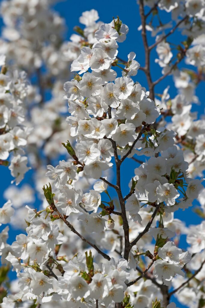 Prunus ‘Snow Goose’ Semi-Mature & Mature Trees 