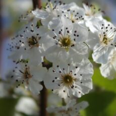 pyrus calleryana chanticleer ornamental pear tree white blossoms scaled