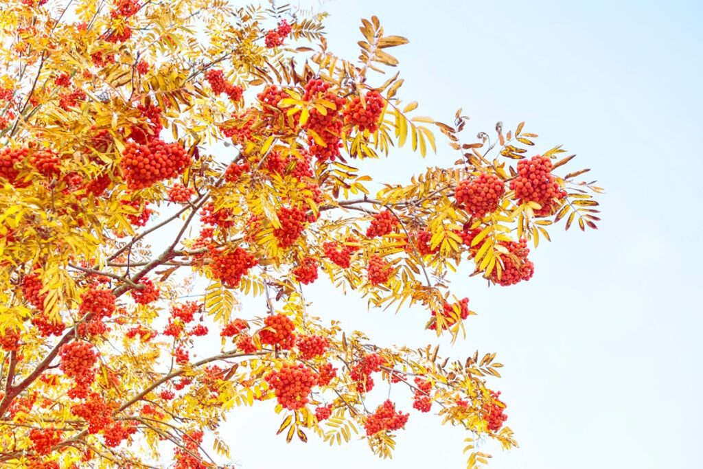 Sorbus aucuparia ‘Cardinal Royal’ Semi-Mature & Mature Trees 