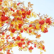 sorbus aucuparia cardinal royal tree berries scaled