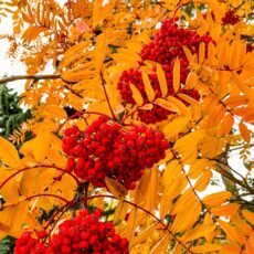 sorbus aucuparia sheerwater seedling tree berries and leaves autumn foliage scaled