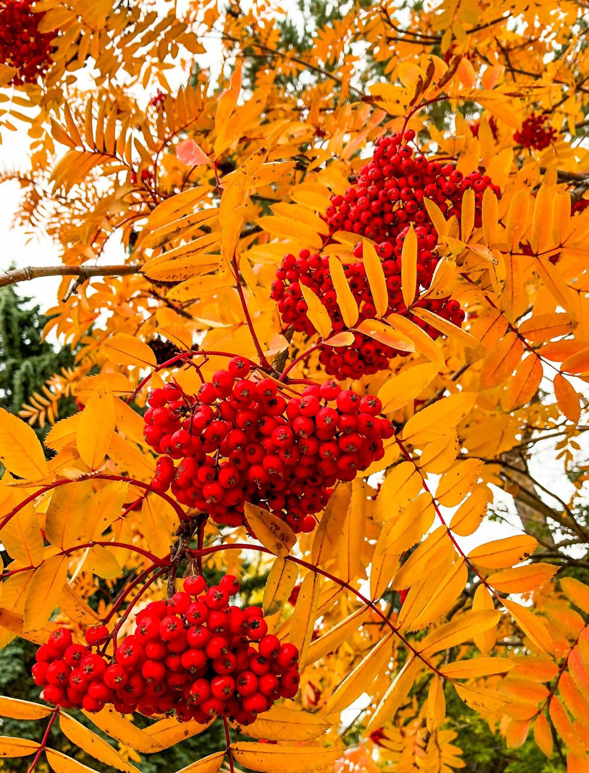 sorbus aucuparia sheerwater seedling tree berries and leaves autumn foliage scaled