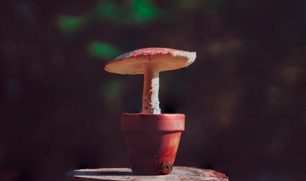 a red mushroom planted in a red pot