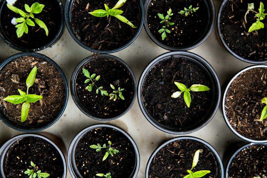 various young tomato plants in different containers