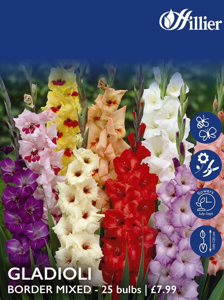 Gladioli Border Mixed Bulbs 8718641997376
