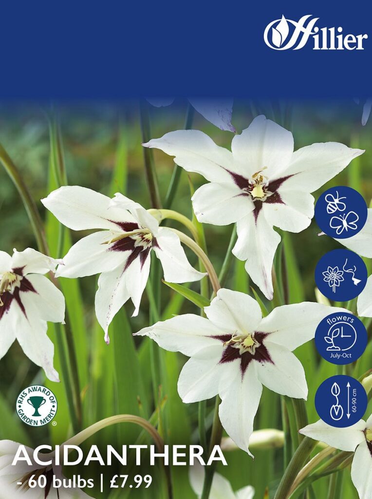 Acidanthera Bulbs 8718641997383